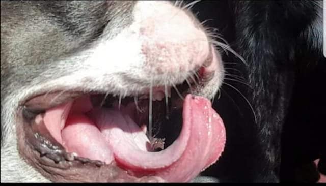 glande salivare caine Bulldog Francez România